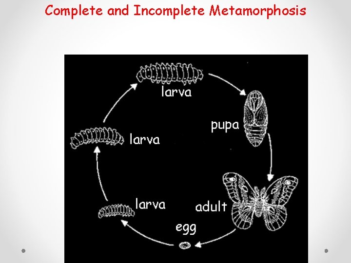 Complete and Incomplete Metamorphosis 