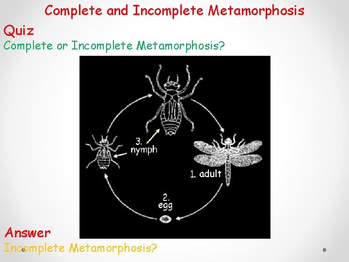 Complete and Incomplete Metamorphosis Quiz Complete or Incomplete Metamorphosis? Answer Incomplete Metamorphosis? 