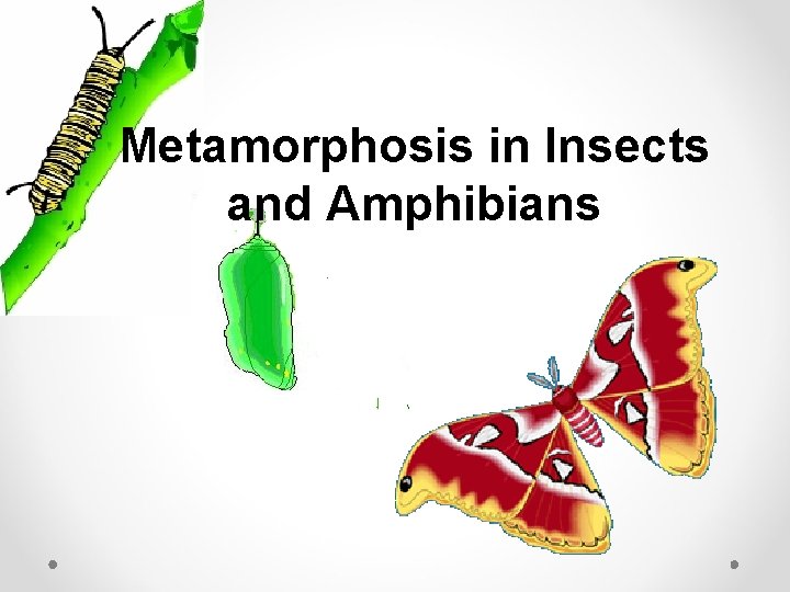 Metamorphosis in Insects and Amphibians 