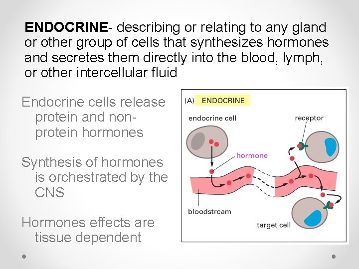 ENDOCRINE- describing or relating to any gland or other group of cells that synthesizes