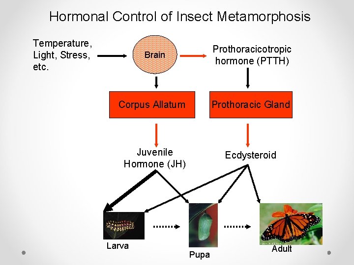 Hormonal Control of Insect Metamorphosis Temperature, Light, Stress, etc. Prothoracicotropic hormone (PTTH) Brain Corpus