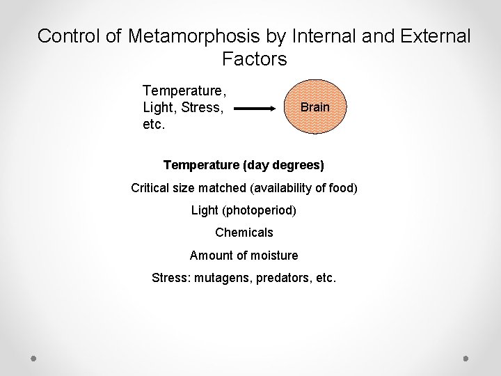 Control of Metamorphosis by Internal and External Factors Temperature, Light, Stress, etc. Brain Temperature