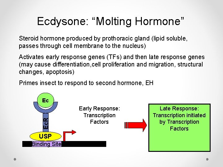 Ecdysone: “Molting Hormone” Steroid hormone produced by prothoracic gland (lipid soluble, passes through cell