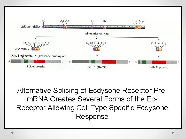 Alternative Splicing of Ecdysone Receptor Prem. RNA Creates Several Forms of the Ec. Receptor
