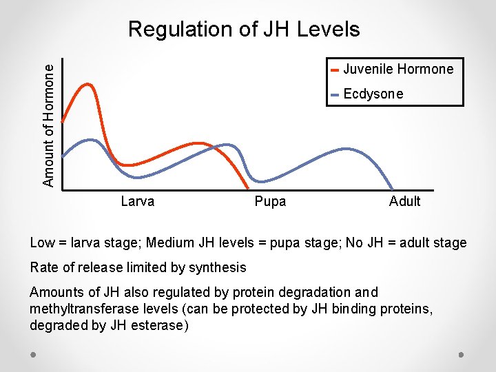 Regulation of JH Levels Amount of Hormone Juvenile Hormone Ecdysone Larva Pupa Adult Low