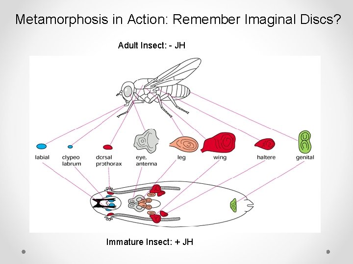 Metamorphosis in Action: Remember Imaginal Discs? Adult Insect: - JH Immature Insect: + JH