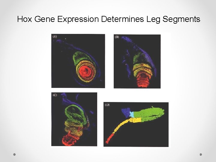 Hox Gene Expression Determines Leg Segments 