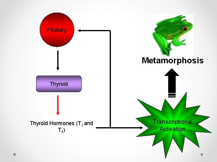 Pituitary Metamorphosis Thyroid Hormones (T 3 and T 4 ) Transcriptional Activation 