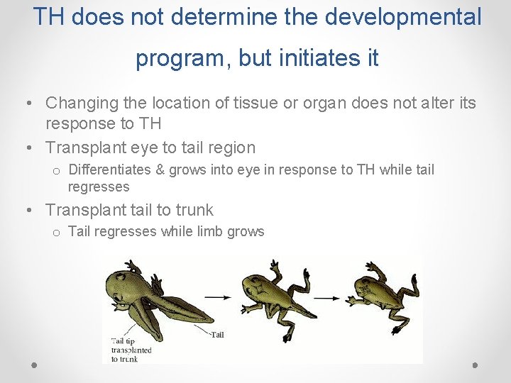 TH does not determine the developmental program, but initiates it • Changing the location