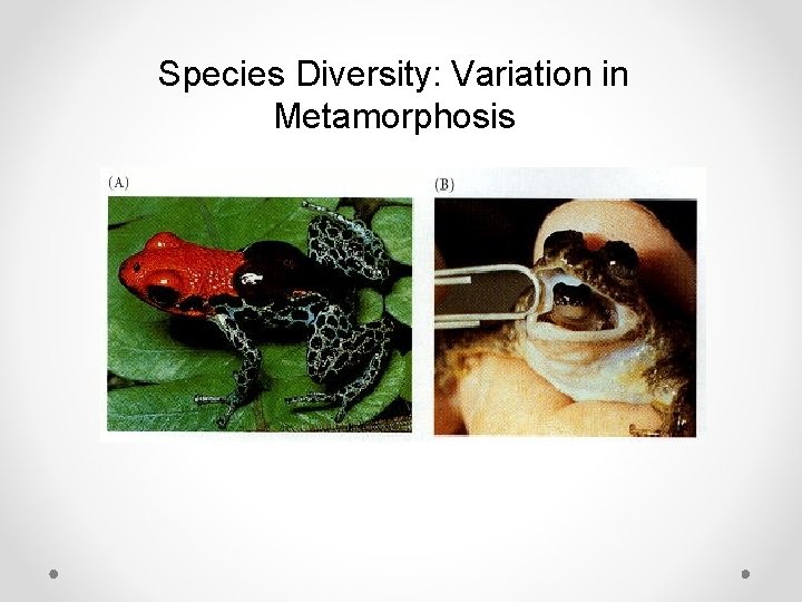 Species Diversity: Variation in Metamorphosis 