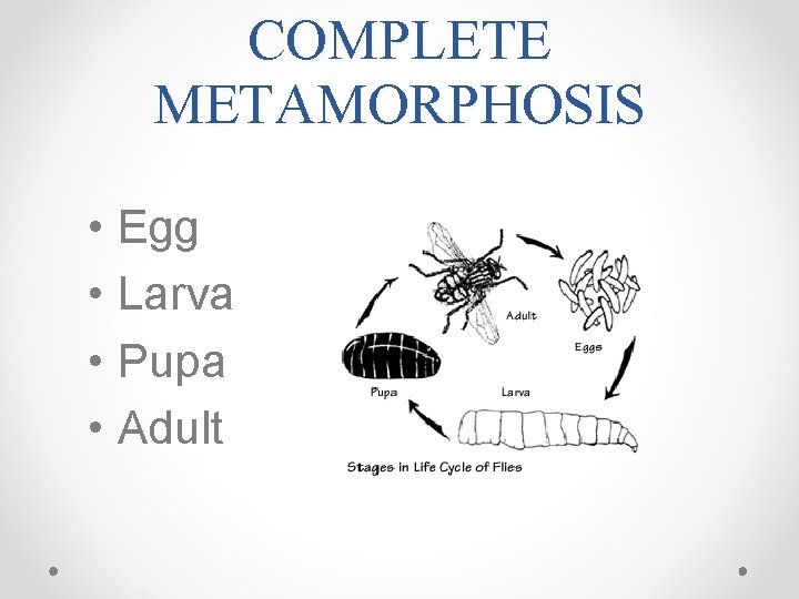 COMPLETE METAMORPHOSIS • Egg • Larva • Pupa • Adult 