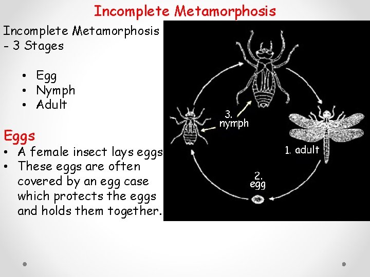 Incomplete Metamorphosis - 3 Stages • Egg • Nymph • Adult Eggs • A