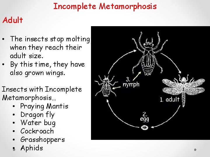 Incomplete Metamorphosis Adult • The insects stop molting when they reach their adult size.