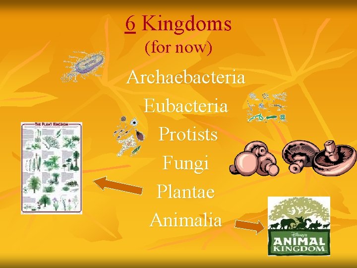 6 Kingdoms (for now) Archaebacteria Eubacteria Protists Fungi Plantae Animalia 