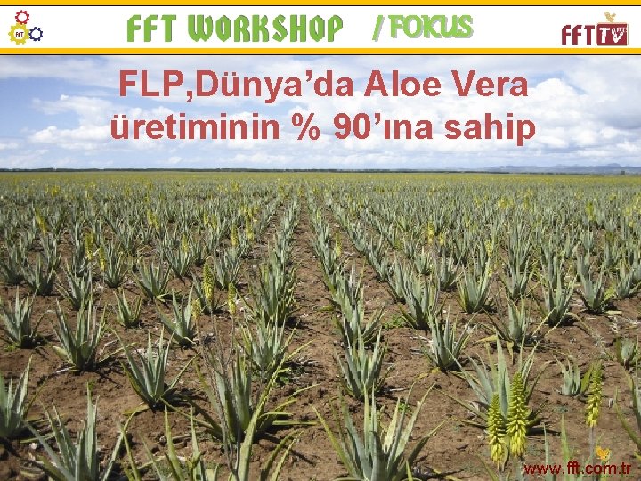 / FOKUS FLP, Dünya’da Aloe Vera üretiminin % 90’ına sahip www. fft. com. tr