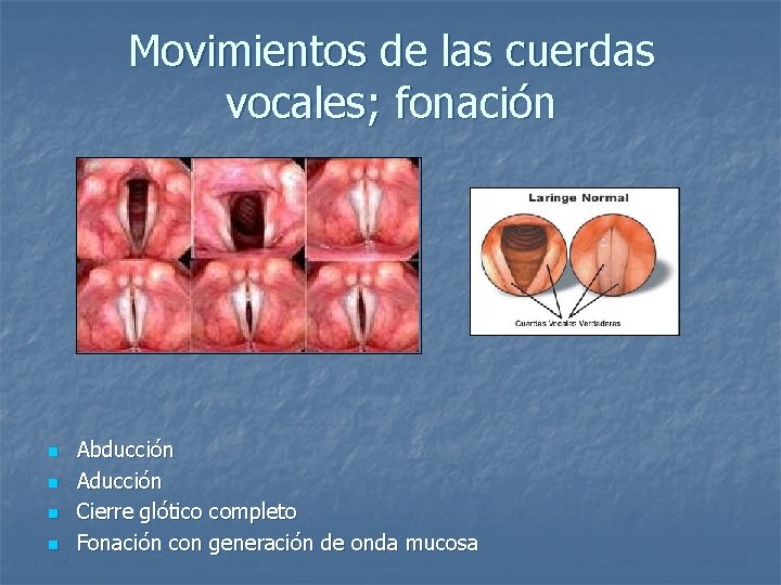 Movimientos de las cuerdas vocales; fonación n n Abducción Aducción Cierre glótico completo Fonación