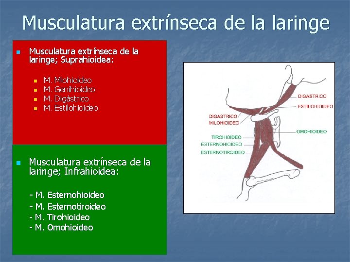 Musculatura extrínseca de la laringe n Musculatura extrínseca de la laringe; Suprahioidea: n n