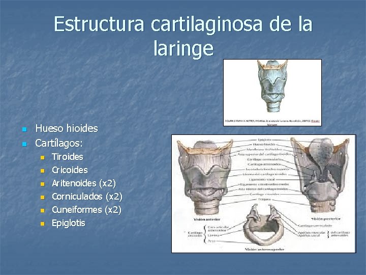 Estructura cartilaginosa de la laringe n n Hueso hioides Cartílagos: n n n Tiroides