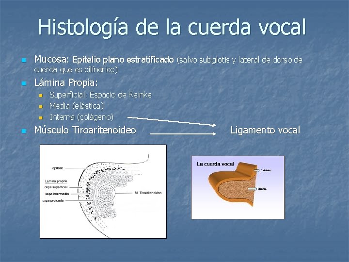 Histología de la cuerda vocal n Mucosa: Epitelio plano estratificado (salvo subglotis y lateral
