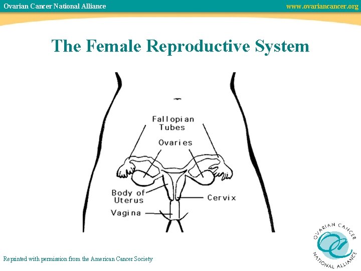 Ovarian Cancer National Alliance www. ovariancancer. org The Female Reproductive System Reprinted with permission