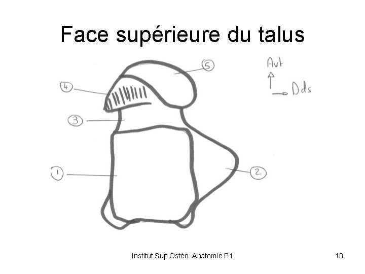 Face supérieure du talus Institut Sup Ostéo. Anatomie P 1 10 