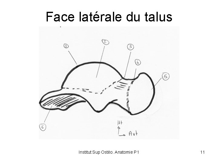 Face latérale du talus Institut Sup Ostéo. Anatomie P 1 11 