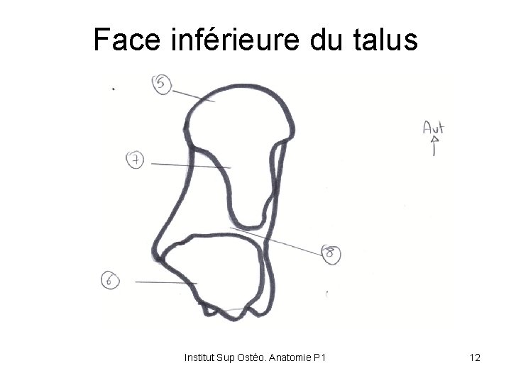 Face inférieure du talus Institut Sup Ostéo. Anatomie P 1 12 