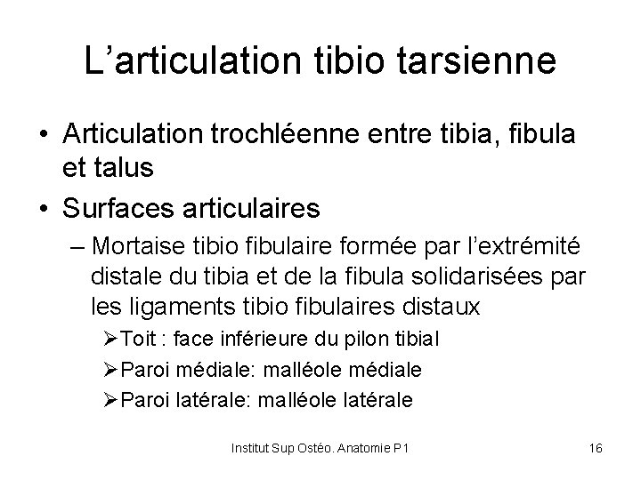 L’articulation tibio tarsienne • Articulation trochléenne entre tibia, fibula et talus • Surfaces articulaires