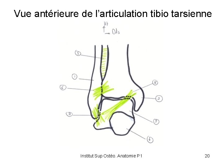 Vue antérieure de l’articulation tibio tarsienne Institut Sup Ostéo. Anatomie P 1 20 