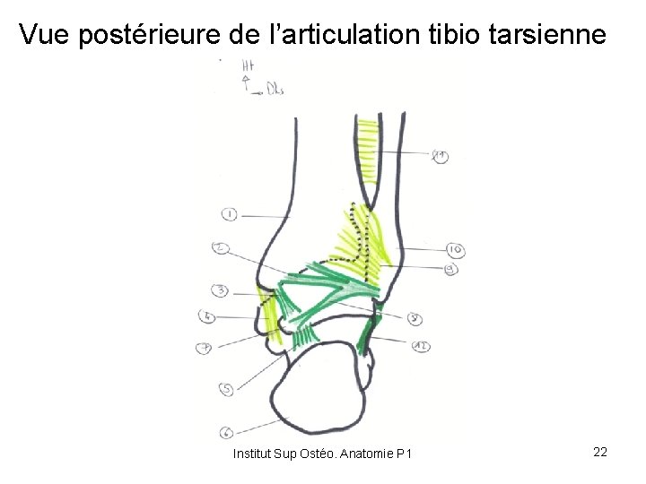 Vue postérieure de l’articulation tibio tarsienne Institut Sup Ostéo. Anatomie P 1 22 