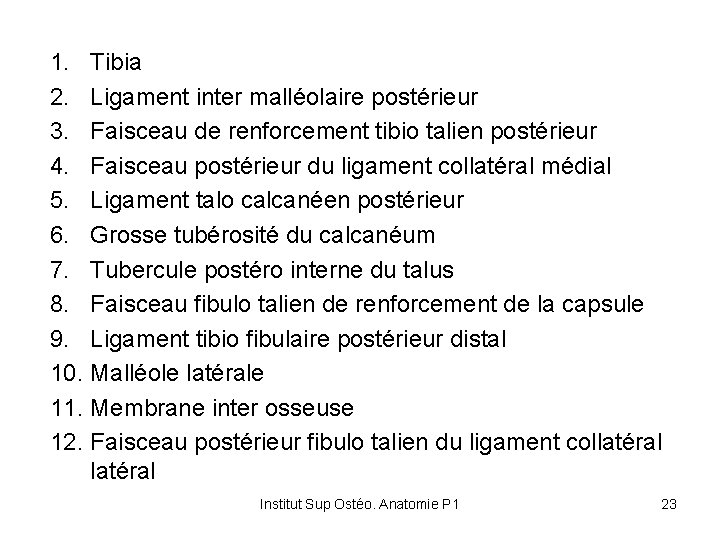 1. Tibia 2. Ligament inter malléolaire postérieur 3. Faisceau de renforcement tibio talien postérieur