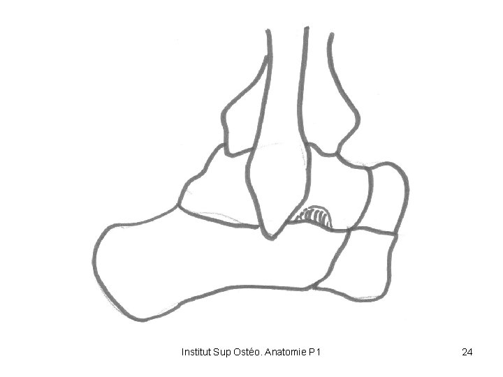 Institut Sup Ostéo. Anatomie P 1 24 