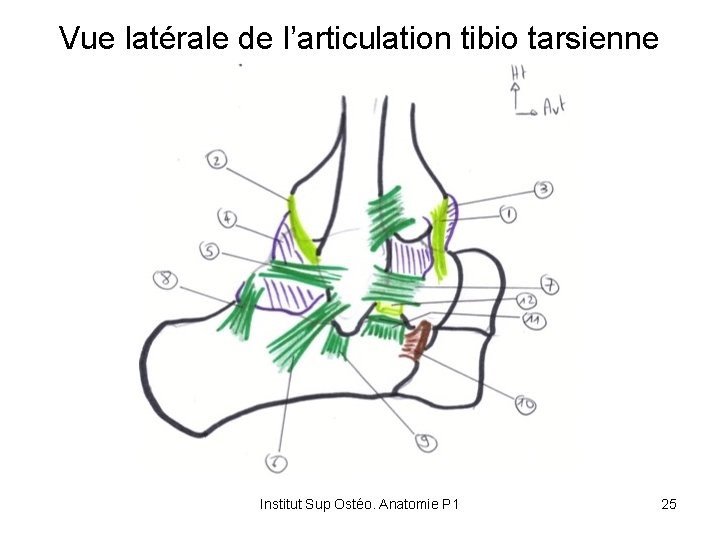 Vue latérale de l’articulation tibio tarsienne Institut Sup Ostéo. Anatomie P 1 25 