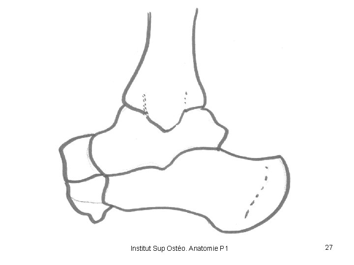 Institut Sup Ostéo. Anatomie P 1 27 