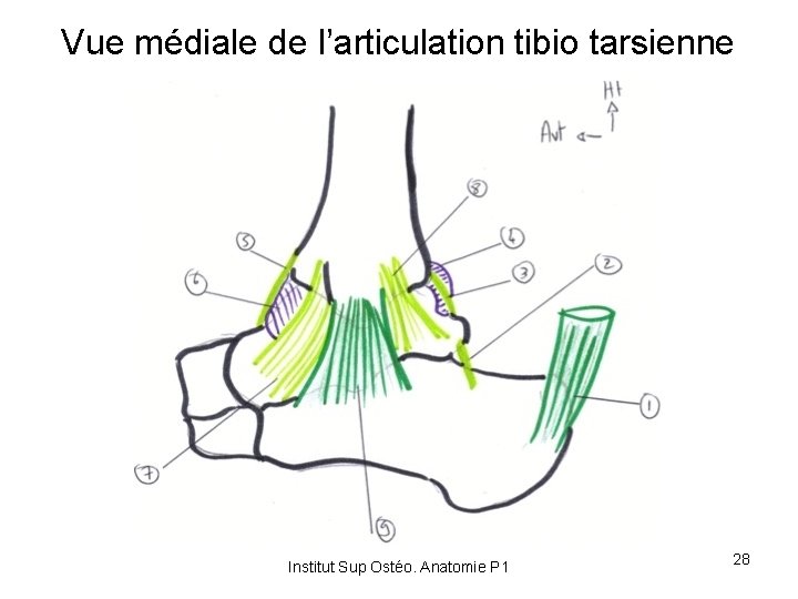 Vue médiale de l’articulation tibio tarsienne Institut Sup Ostéo. Anatomie P 1 28 