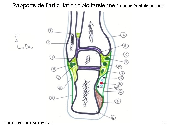 Rapports de l’articulation tibio tarsienne : coupe frontale passant par la partie postérieure de