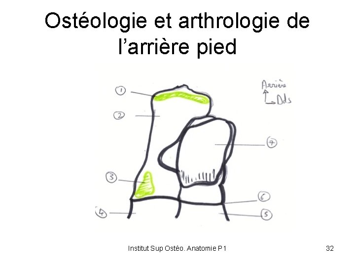 Ostéologie et arthrologie de l’arrière pied Institut Sup Ostéo. Anatomie P 1 32 