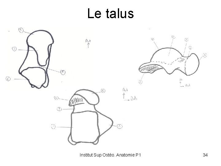 Le talus Institut Sup Ostéo. Anatomie P 1 34 