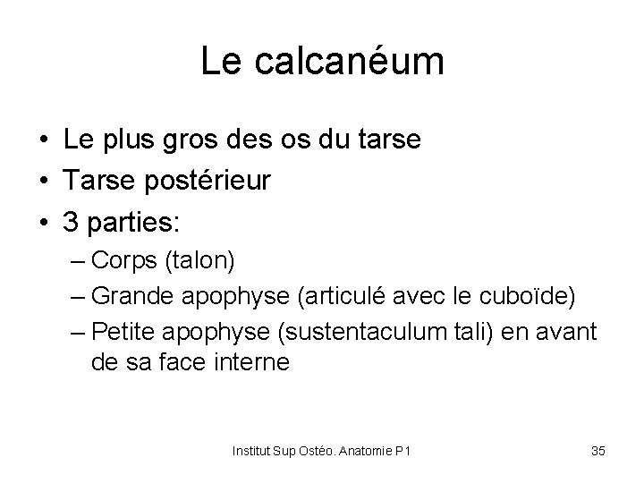 Le calcanéum • Le plus gros des os du tarse • Tarse postérieur •