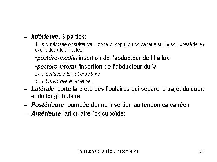 – Inférieure, 3 parties: 1 - la tubérosité postérieure = zone d’ appui du