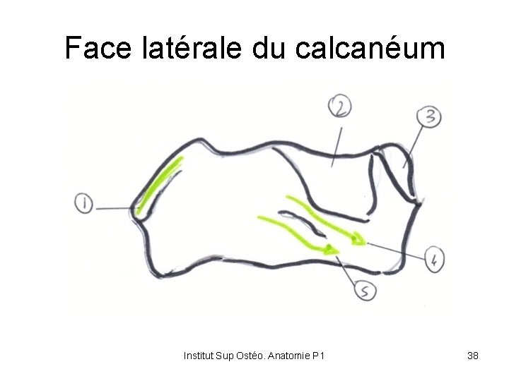 Face latérale du calcanéum Institut Sup Ostéo. Anatomie P 1 38 