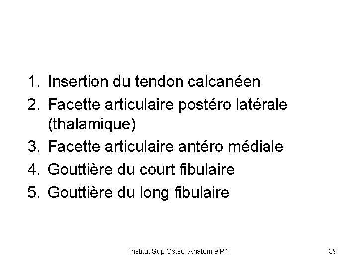 1. Insertion du tendon calcanéen 2. Facette articulaire postéro latérale (thalamique) 3. Facette articulaire