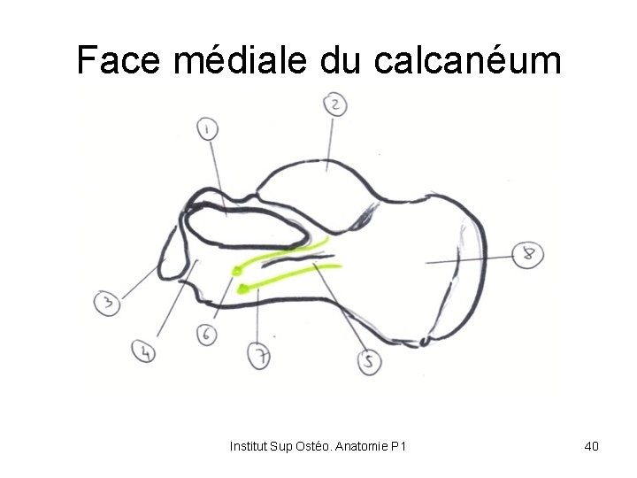 Face médiale du calcanéum Institut Sup Ostéo. Anatomie P 1 40 