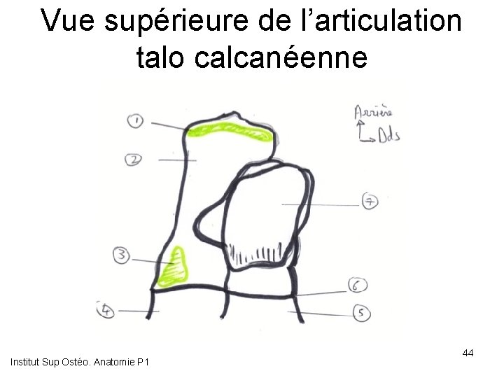 Vue supérieure de l’articulation talo calcanéenne Institut Sup Ostéo. Anatomie P 1 44 