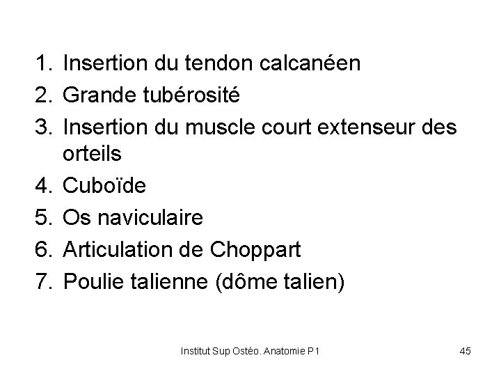 1. Insertion du tendon calcanéen 2. Grande tubérosité 3. Insertion du muscle court extenseur