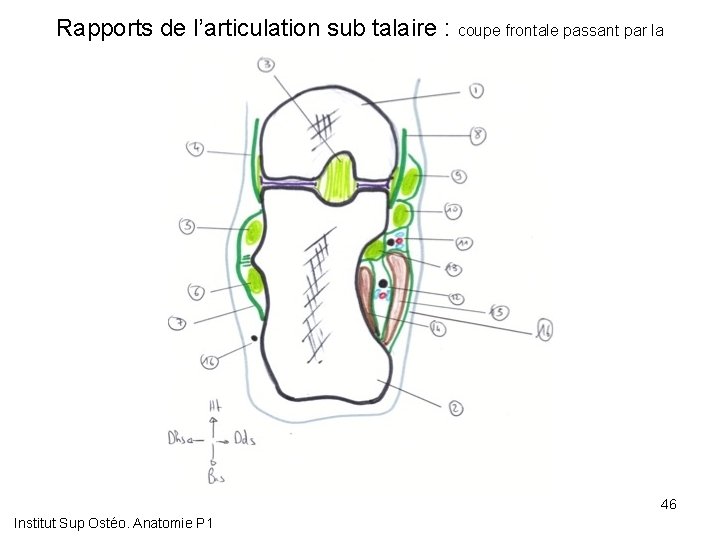 Rapports de l’articulation sub talaire : coupe frontale passant par la partie postérieure du