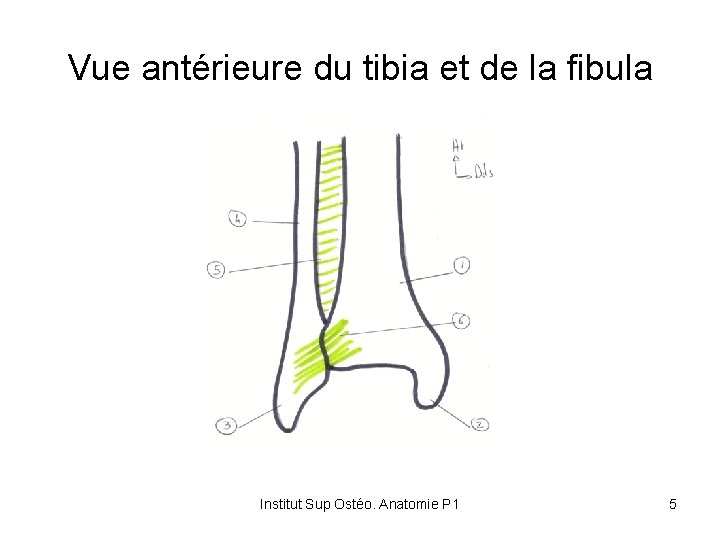 Vue antérieure du tibia et de la fibula Institut Sup Ostéo. Anatomie P 1