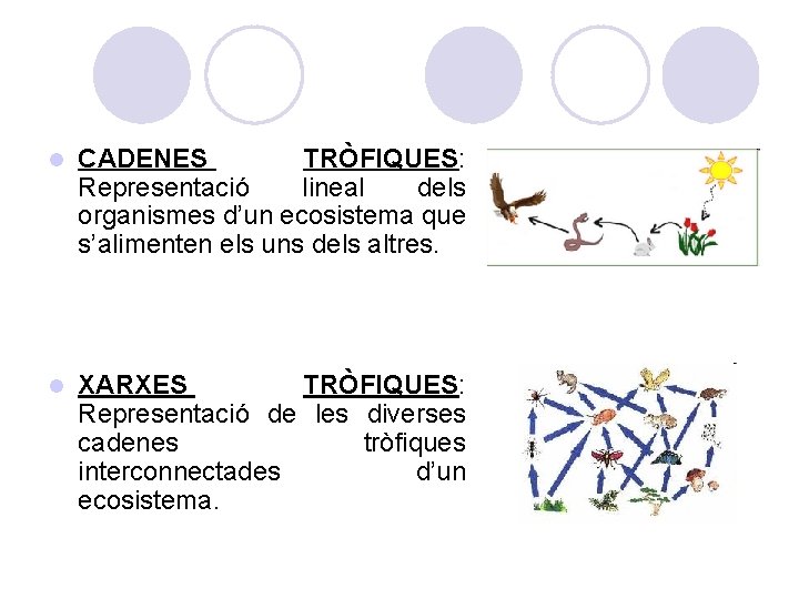 l CADENES TRÒFIQUES: Representació lineal dels organismes d’un ecosistema que s’alimenten els uns dels