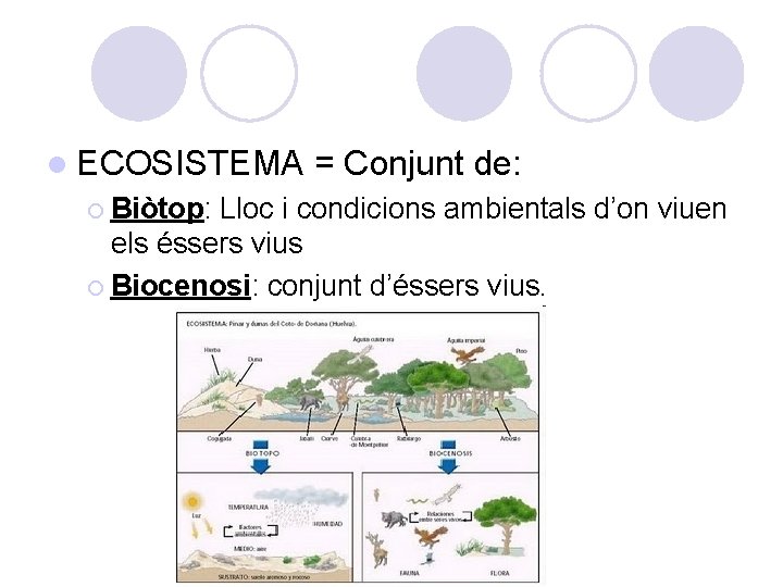 l ECOSISTEMA ¡ Biòtop: = Conjunt de: Lloc i condicions ambientals d’on viuen els