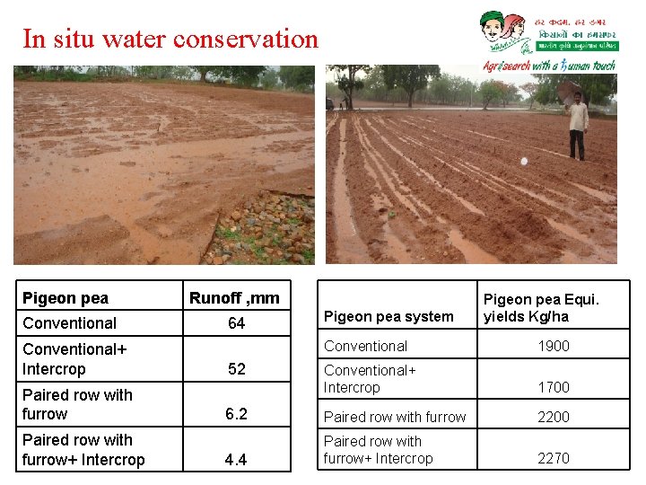 In situ water conservation Pigeon pea Runoff , mm Conventional 64 Conventional+ Intercrop Paired